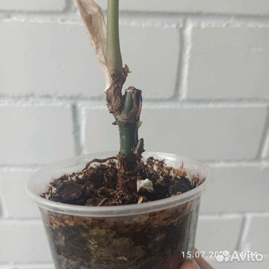 Сингониум Австралия