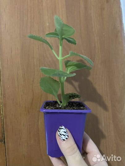 Плектрантус (комнатная мята)