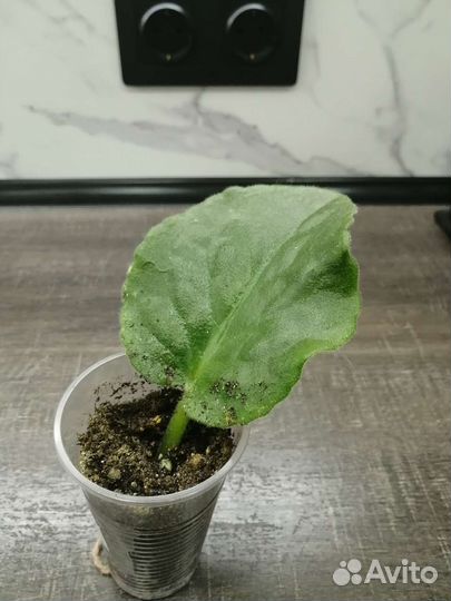 Сортовые фиалки