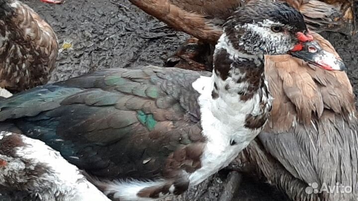 Мускусные утки тяжелые линии