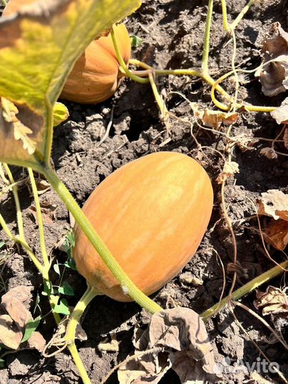 Тыква оптом сорт Дружелюбная