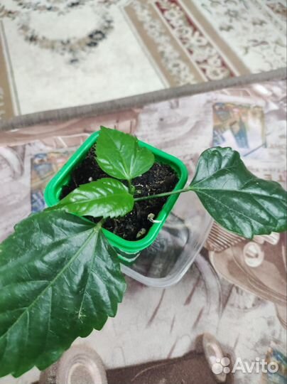 Комнатные цветы