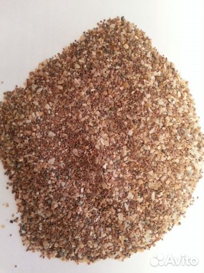 Ракушка морская кормовая