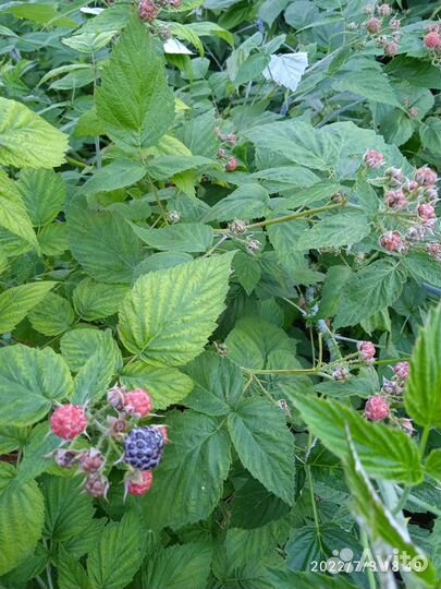 Малина черная саженцы