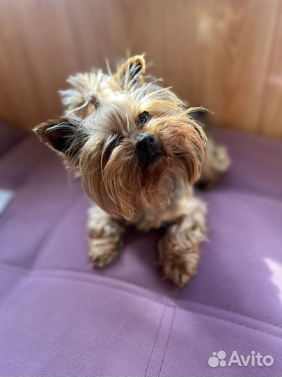 Йоркширский терьер мини девочка вязка