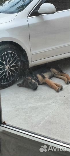 Потерялась собака