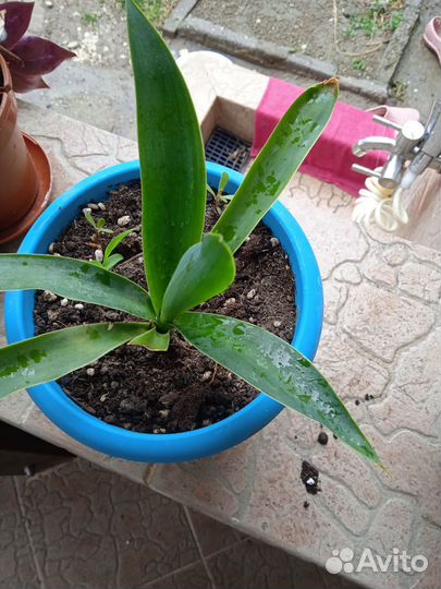 Комнатные цветы юкка