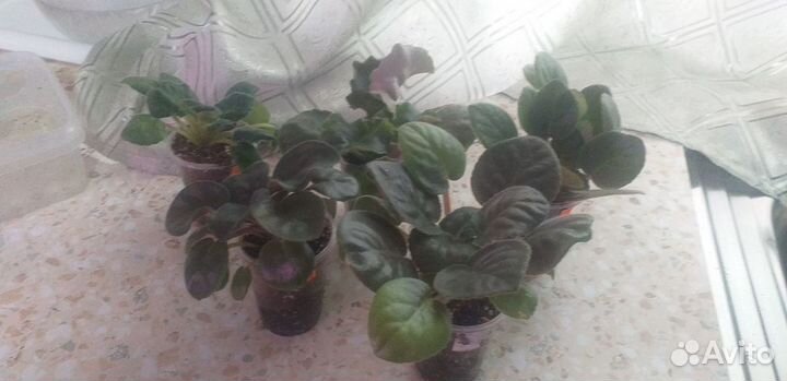 Фиалка набором