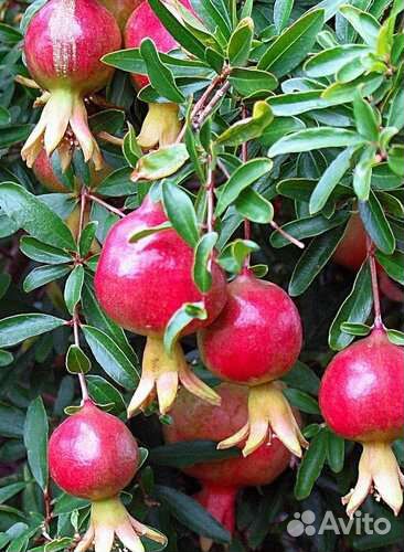 Гранат мини карфаген