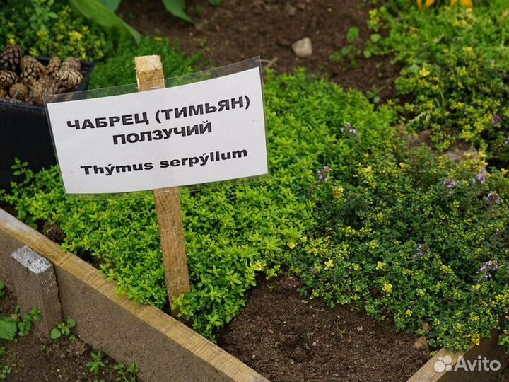 Экскурсия — Смоленск — Прекрасный день в Смоленско