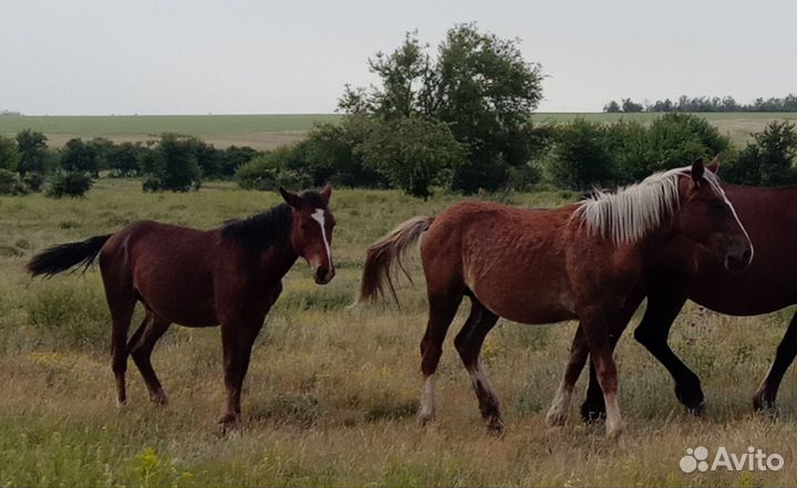 Лошади жеребята