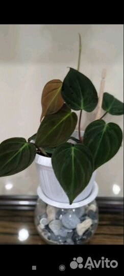 Филодендрон