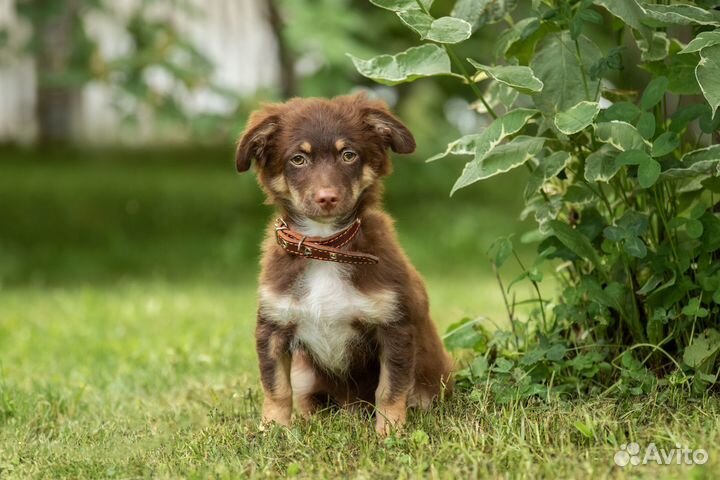 Щенок в добрые руки маленькой собаки