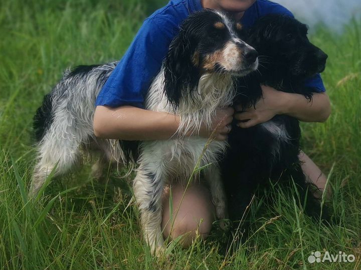 Русский спаниель щенки