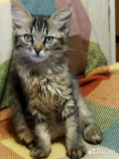 Котенок-девочка две очаровашки в добрую семью