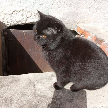 Бурмилла, взрослый кот