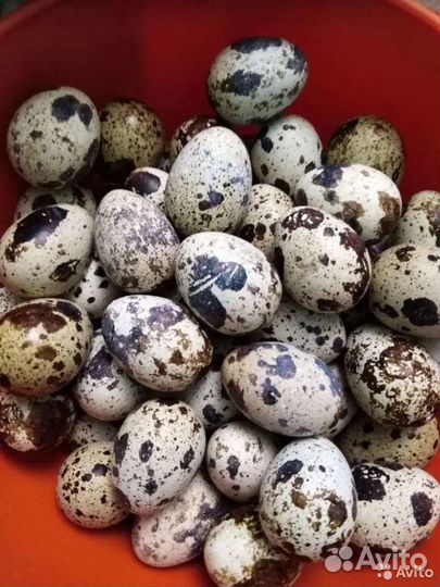 Яйцо перепелиное