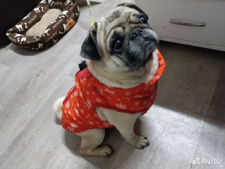 Продам мопса. Девочка 4 года