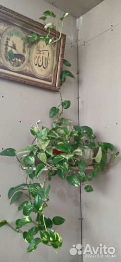 Эпипремиум золотистый