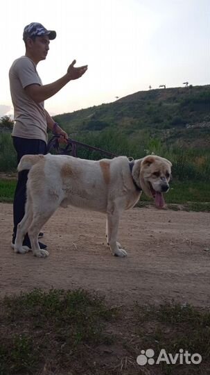 Алабай Джек, 5+ лет