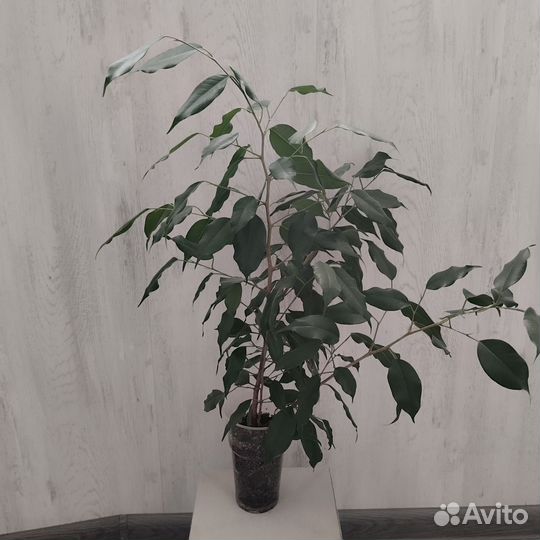 Фикус Бенджамина. Сорт Бафт