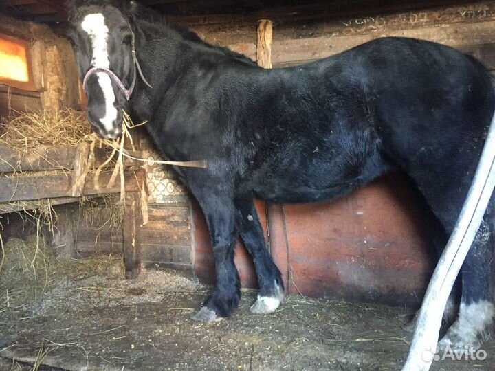 Тяжеловозные кобылы