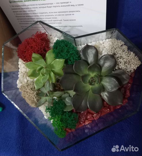 Ко Дню мамы Флорариум суккуленты