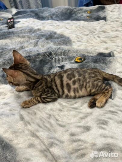 Бенгальская