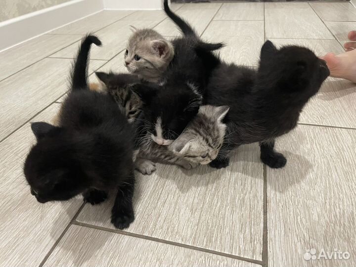 Кошки в добрые руки бесплатно