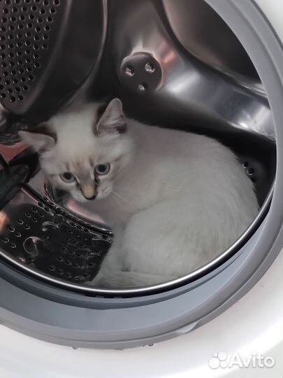 Котенок девочка в Добрые руки