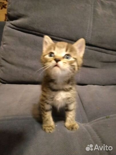 Котята в дар бесплатно