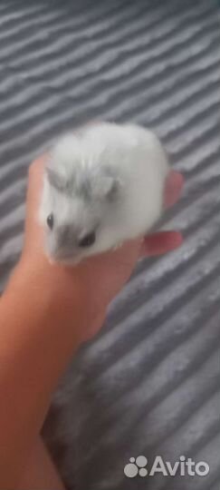 Джунгарик хомяк с клеткой