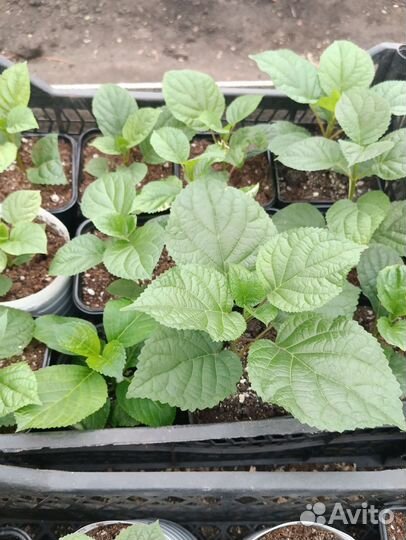 Укорененные черенки гортензии