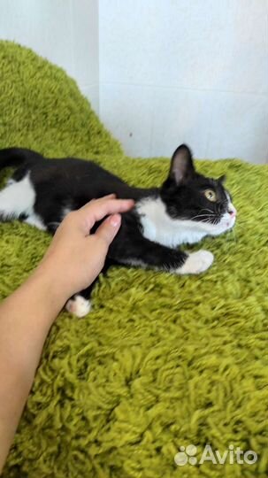 Котенок в дар бесплатно