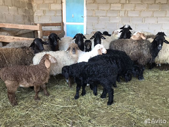 Баран, овцы с ягнятами