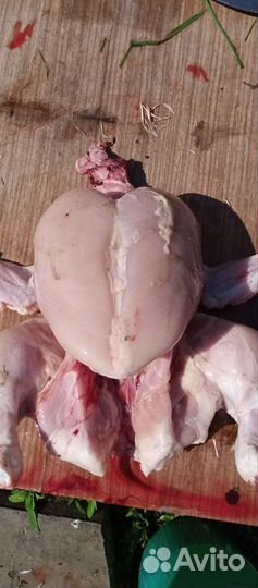 Куры броллеры