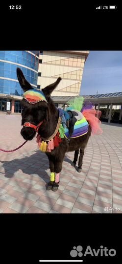 Амуниция для пони