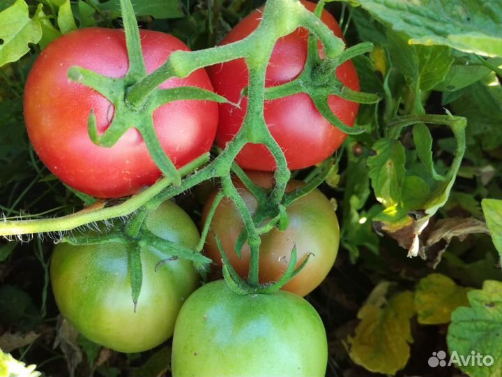 Семена низкорослых томатов