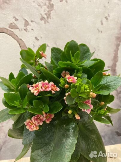 Цветы и комнатные растения