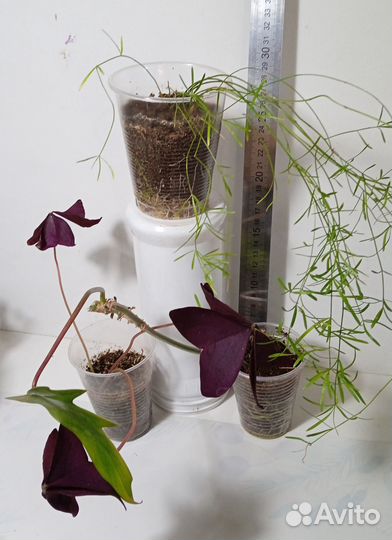 Комнатные растения в горшках и черенки