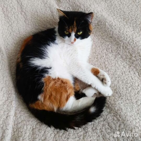 Кошка в дар