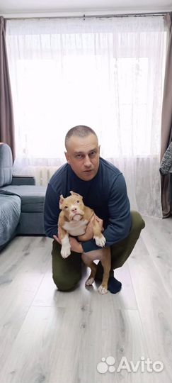 Дрессировка собак опытным кинологом