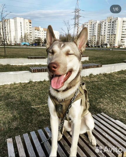 Собака в добрые руки