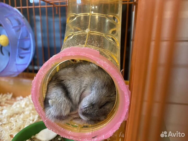 Клетка для грызунов