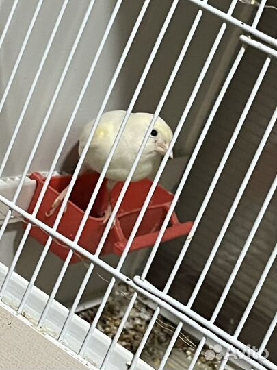 Кенара и канарейки