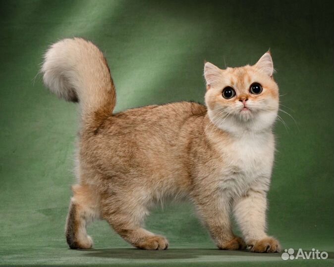 Британский плюшевый мальчик