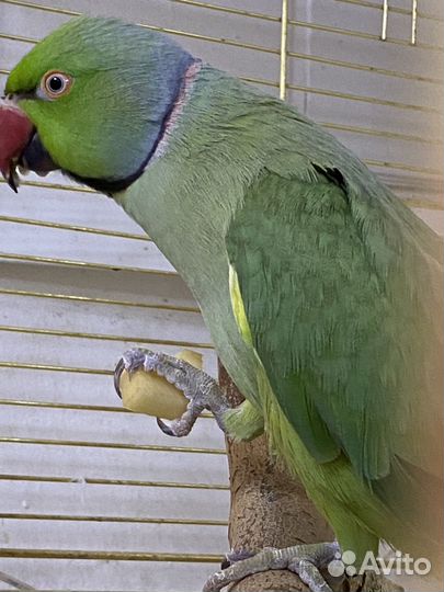 Ожереловый попугай