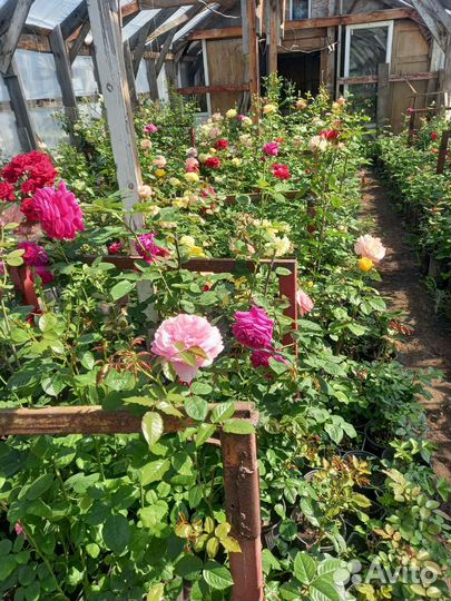 Саженцы:роз.плодовых.хвойных