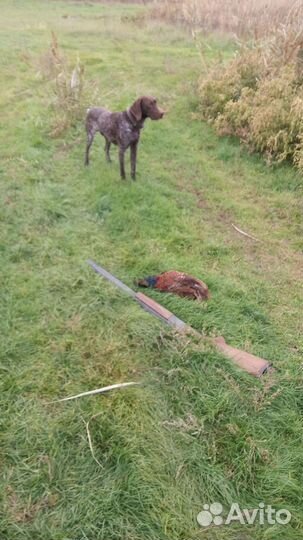 Курцхаар вязка