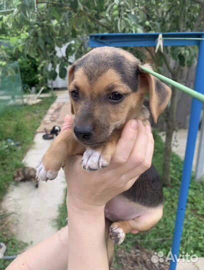 Отдам бесплатно щенки